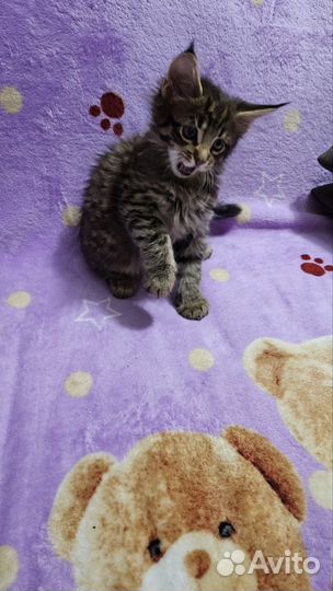 Котята мейн-кун