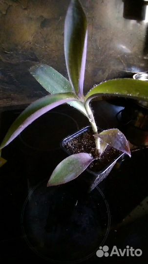 Сеткреазия.Панданус.Ктенанты