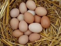 Домашние куриные яйца.Соленья:капуста,огурцы,салат