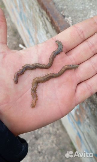 Нереис червяк