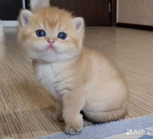 Шикарные золотые бриташки