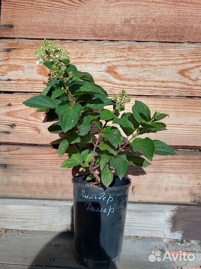 Гортензия метельчатая