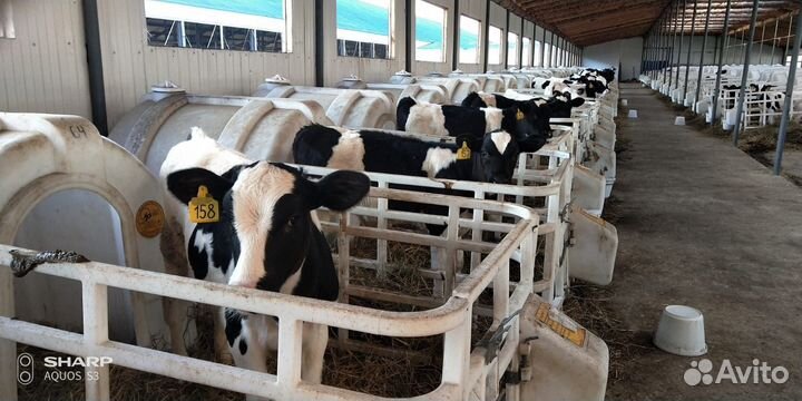 Бычки Тёлки