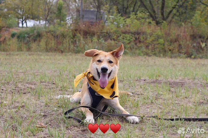 Спасите собаку из приюта