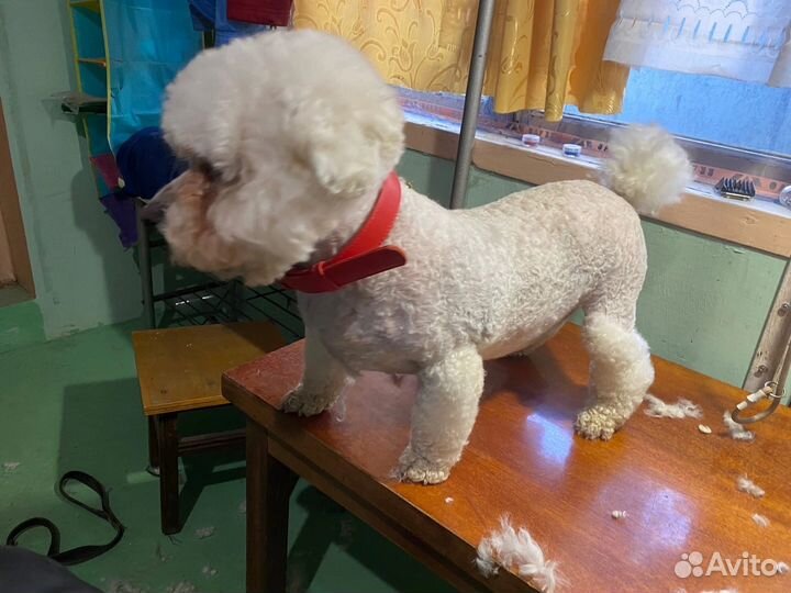 Стрижка кошек и собак у вас дома