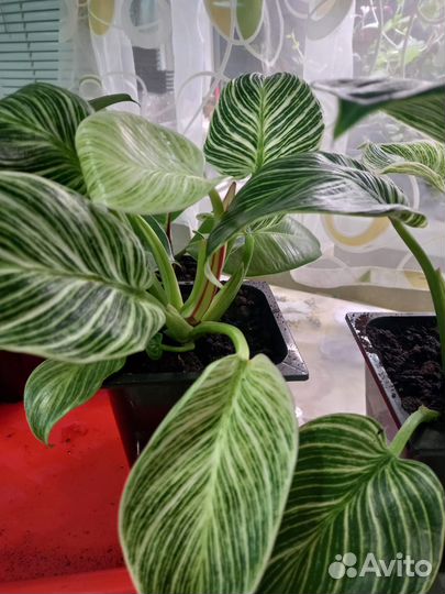 Филодендрон биркин white