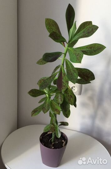 Синадениум рубра, дерево любви, молочай