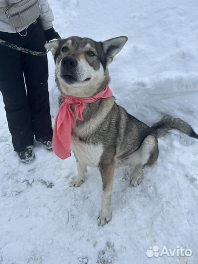 Собака Тайра спасите из приюта