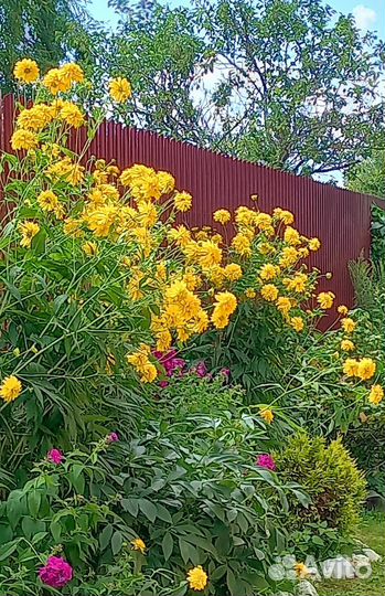 Многолетние неприхотливые растения для сада