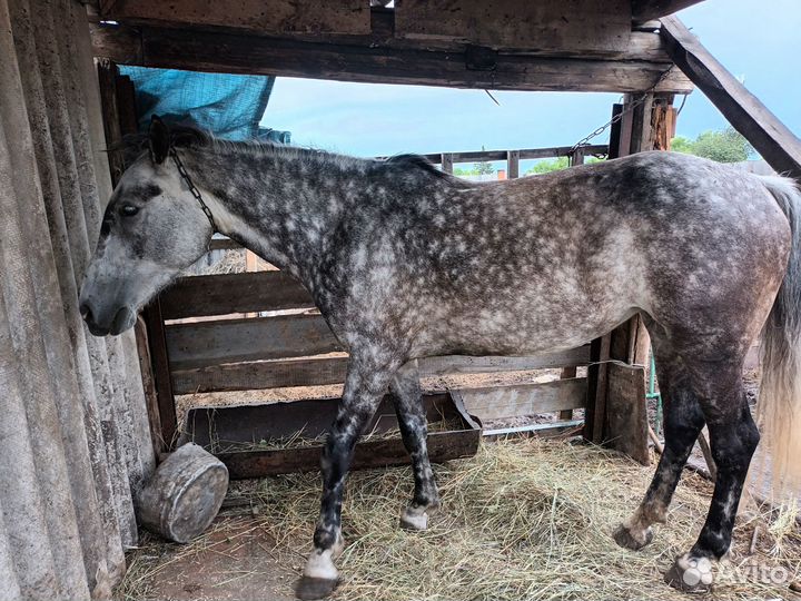 Продам кобылу