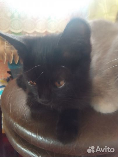 Кошки в добрые руки