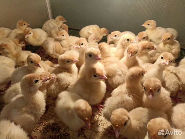 Вся птица у нас