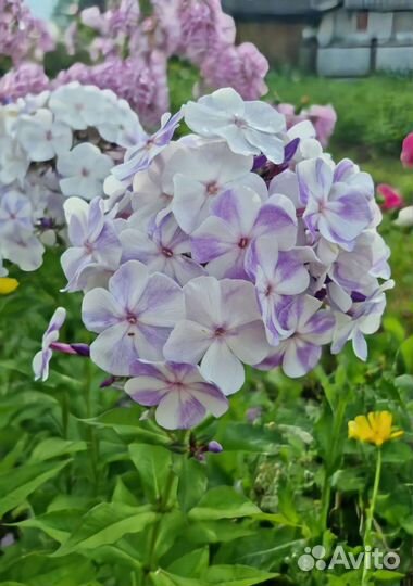 Флокс взрослый куст