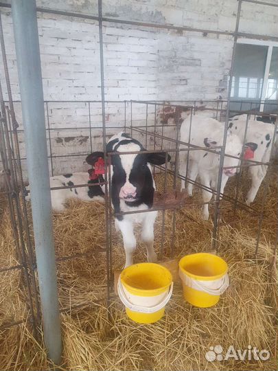 Телята бычки