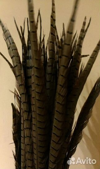 Перья фазана