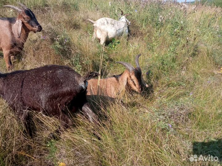 Нубийские козлики и козочки