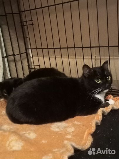 Очень красивая кошка Валенсия