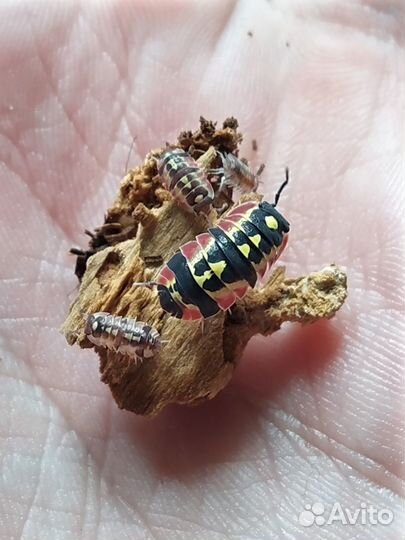 Экзотические беспозвоночные