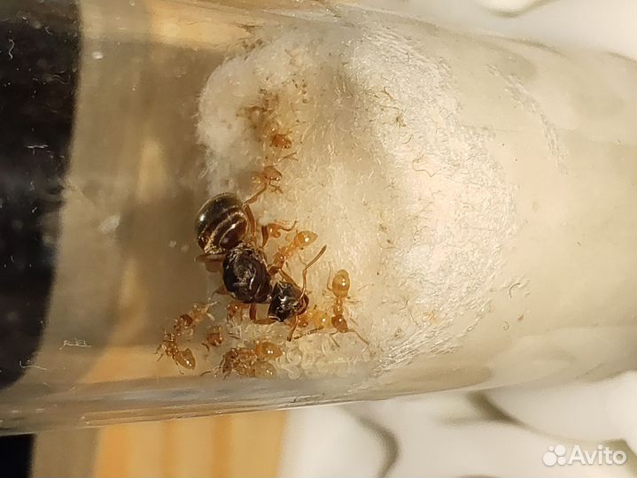 Муравьи Lasius Niger