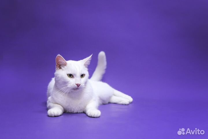 Кот в добрые руки