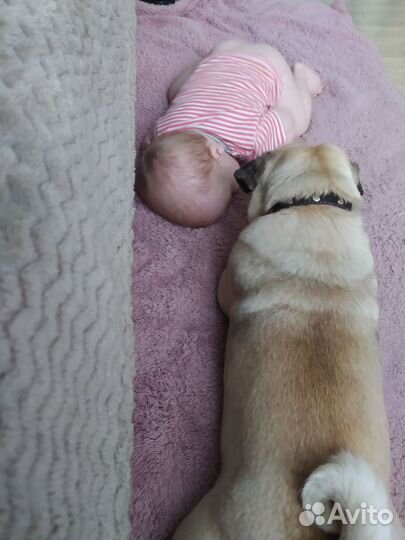 Щенки мопса