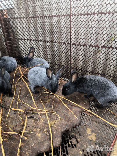 Кролики полтавское серебро