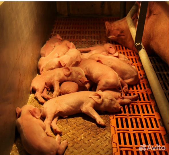 Продам поросят