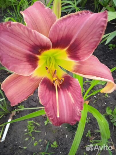 Роскошные лилейники