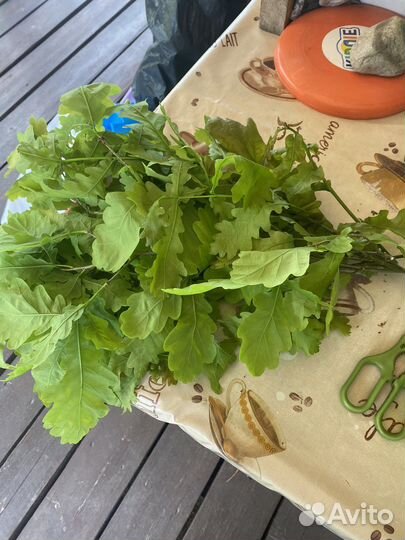 Листья малины дуба сушеные. Корм для палочников