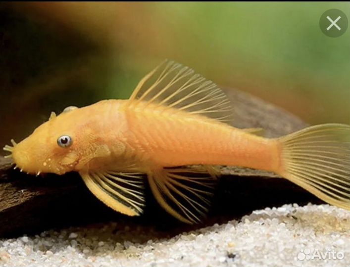 Аквариумные рыбки