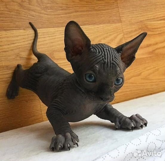 Канадский Сфинкс котята эльф