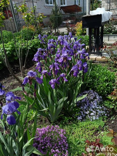 Ирисы, цветы садовые