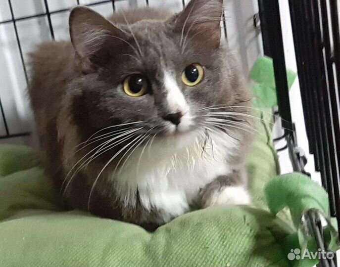 Кошки
