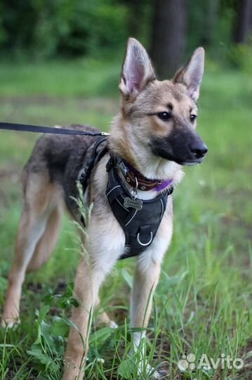 В добрые ручки