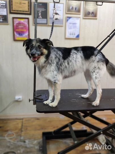 Собака в добрые руки