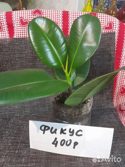 Комнатные растения цветы