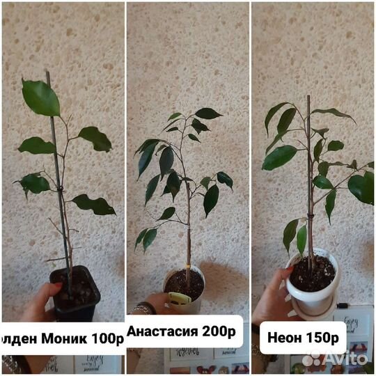 Продам фикусы,аглаонемы,декабрист,синг
