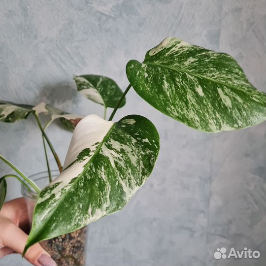 Монстера альба