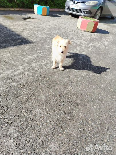 Найдена собачка