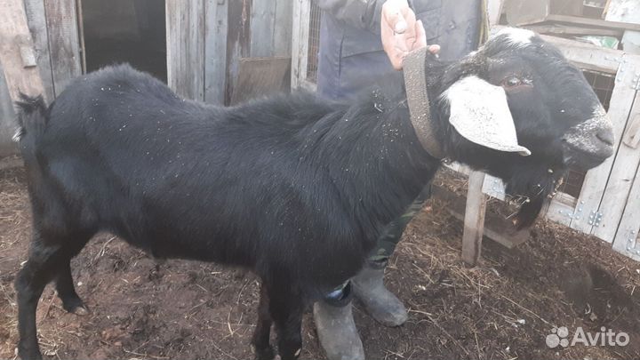 Нубийский козел