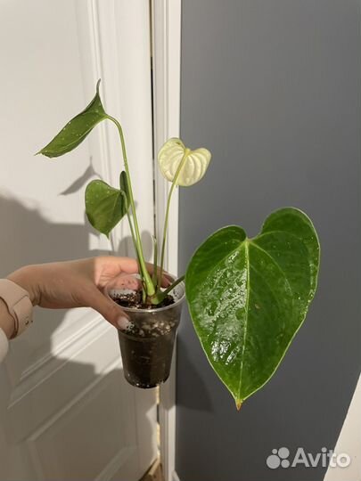 Антуриум white