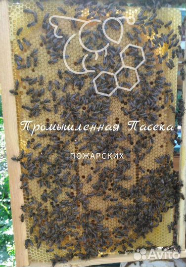 Качественные пчелопакеты Бакфаст, Карника