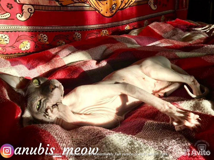 Донской сфинкс - вязка