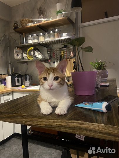 Котик в добрые руки