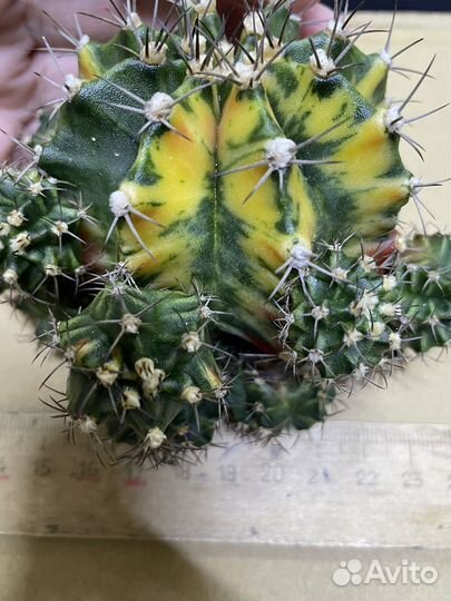 Gymnocalycium variegate