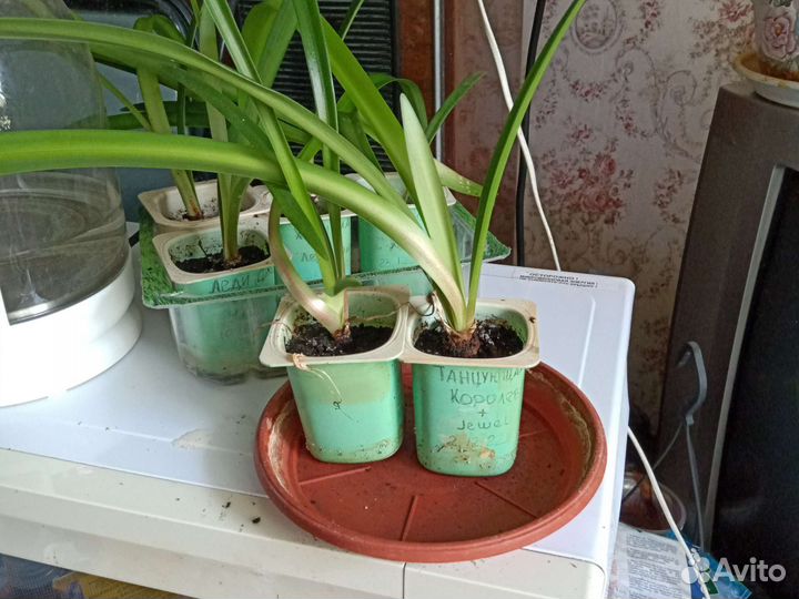 Гиппеаструм 