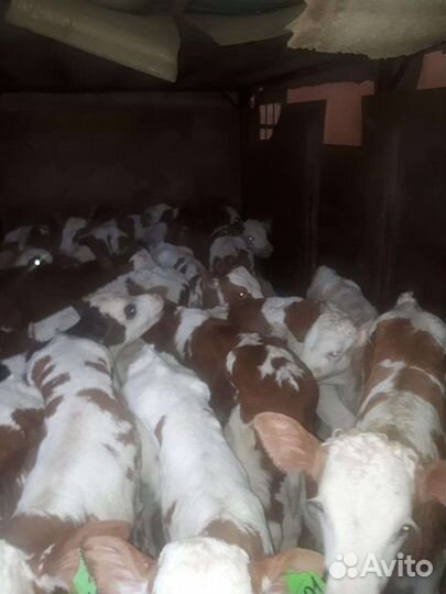 Бычки и быки