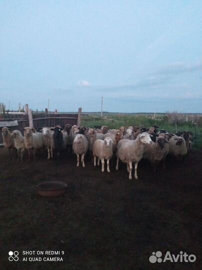 Овцы