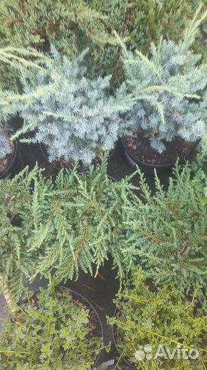 Можжевельник обыкновенный Грин Карпет