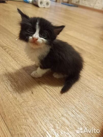 Котенок мальчик